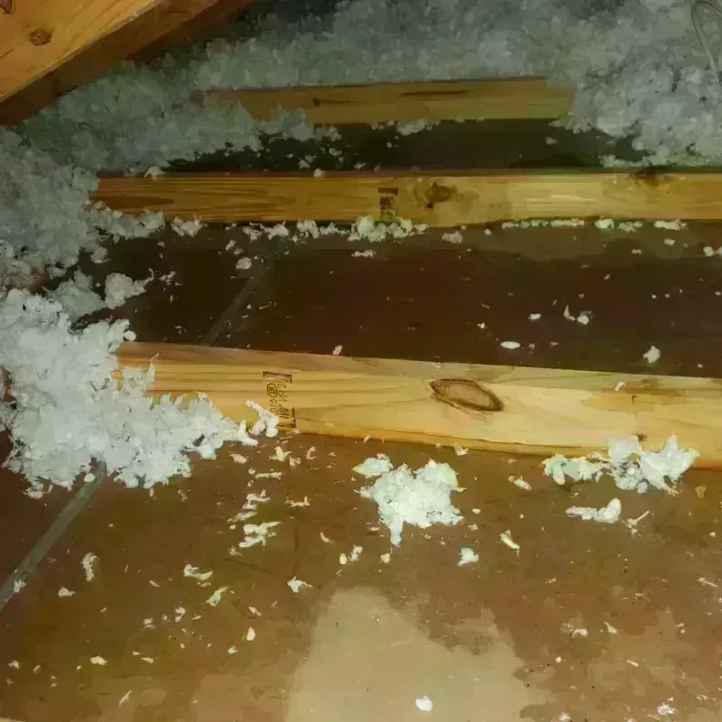 Attic Water Damage in Natchitoches, LA