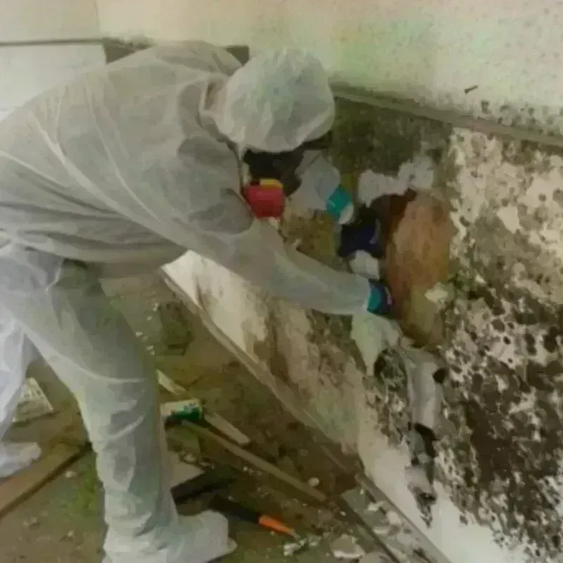 Mold Remediation and Removal in Natchitoches, LA